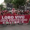 Asociaciones extremeñas alzan la voz en defensa del lobo ibérico