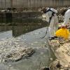 La CHG retira peces muertos aguas abajo del embalse de Los Molinos de Matachel