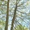 SEO/Birdlife remite al Seprona información de posibles irregularidades en talas forestales en el Árrago