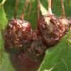 Apag Extremadura Asaja exige celeridad en el pago de las ayudas por los daños en lengua azul y en la cereza