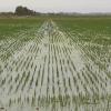 Cooperativas Agro-alimentarias reclama medidas urgentes al Ministerio para salvar el cultivo del arroz