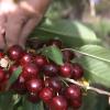 China autoriza la importación de cereza española, mientras se negocia la del higo seco y el pistacho