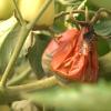 Los agricultores intensifican los tratamientos contra los hongos del tomate