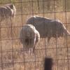 Detectado un nuevo foco de lengua azul en la localidad cacereña de Arroyomolinos