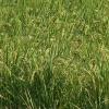 La Junta inicia este lunes el tratamiento fitosanitario para el control de la pudenta del arroz