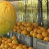 Melones en la Feria del Melón de La Albuera