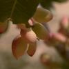 Producción de pistacho en Extremadura