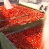 Producción de tomate en Extremadura