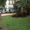 Árbol levantado en Badajoz tras las recientes borrascas