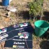 Plantación de árboles en Pescueza tras el Festivalino