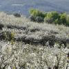 Cerezos en flor en el Valle del Jerte