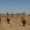 vacas en el campo