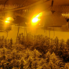 Plantas que se hallaban en el interior de un invernadero “Indoor”, perfectamente acondicionado para su cultivo y desarrollo