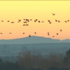 Grullas sobrevolando Extremadura