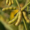 Soja