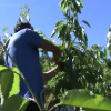 Jornalero recogiendo cerezas