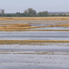 Campaña del arroz en Extremadura