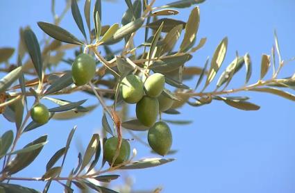 Campaña de la aceituna en Extremadura