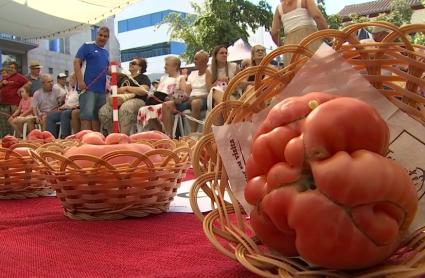 Los tomates, a concurso en Miajadas