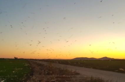 Plaga de mosquitos en la comarca de Vegas Altas