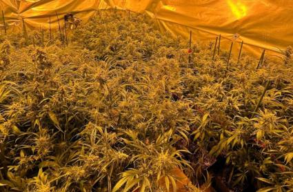 Desmantelada una plantación de marihuana en Puebla de la Calzada