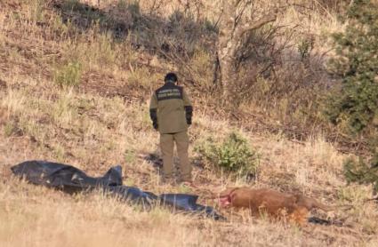 Un ciervo abatido en Monfragüe por un cazador furtivo