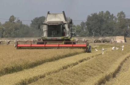 Producción de arroz en Extremadura