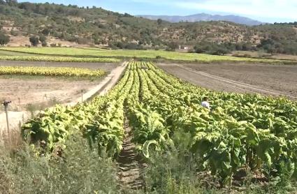 Plantación de tabaco en Extremadura