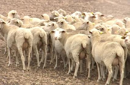 Ganado ovino en Extremadura