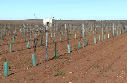 Cultivo de regadío de Tierra de Barros