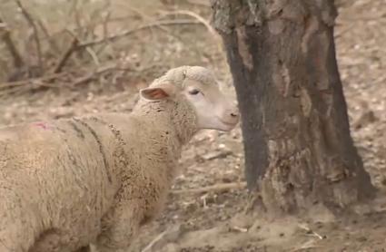 El serotipo 3 de la lengua azul llega a Cáceres
