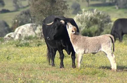 Ganado vacuno en el campo