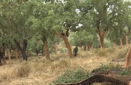 Sector del corcho en Extremadura