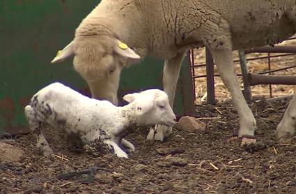 Nuevos casos de lengua azul en Extremadura