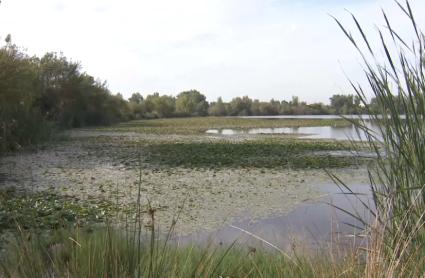 Protocolo de Colaboración entre Administraciones para luchar contra el nenúfar mejicano en Badajoz