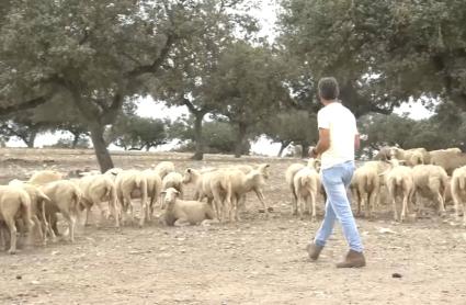 La Junta pide incluir la lengua azul en las ayudas frente al cambio climático