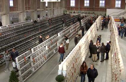 Unas 1.300 aves participarán en el XXVIIl Concurso Ornitológico-Exposición 'Ciudad de Zafra'