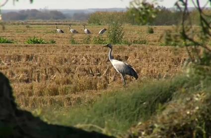 Grullas en Navalvillar de Pela