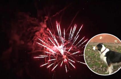 Fuegos artificiales y su impacto en las mascotas