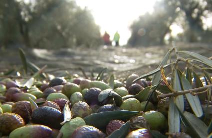 Avanza la campaña de la aceituna de almazara