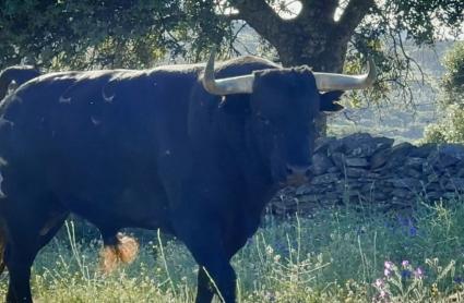 Premio Nacional de Tauromaquia