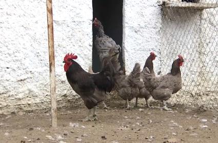 Así es  es la gallina extremeña azul, una raza autóctona que está en peligro de extinción