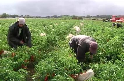 Arranca la negociación del convenio del campo