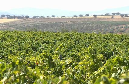 Proyecto de regadío en Tierra de Barros