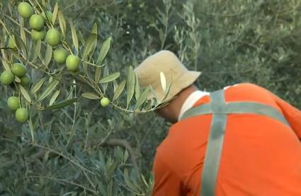 Campaña de la aceituna en Extremadura