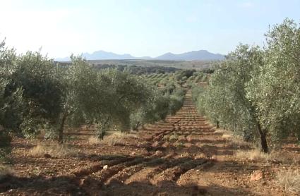 El número de explotaciones agrícolas en Extremadura se ha reducido casi un 15% en solo tres años