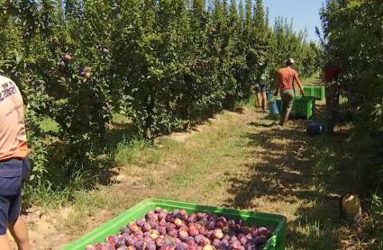 España pide a Bruselas cerca de 400 millones para programas de productores de frutas y hortalizas en comunidades como Extremadura