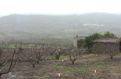 Fiesta del Cerezo en Flor