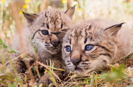 Linces nacidos en cautividad