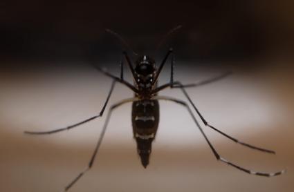 Mosquito trasmisor del virus del Nilo